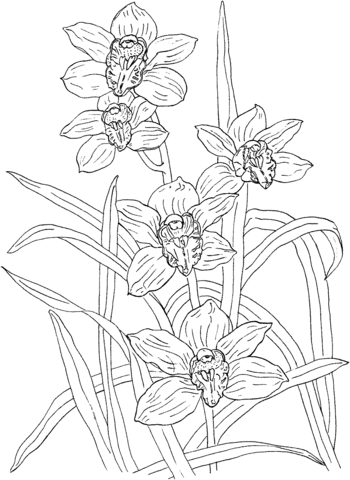 Cymbidium Rosanna Orchid Coloring Page